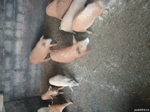 Vind Purcei de rasa Mangalita  - imagine 3