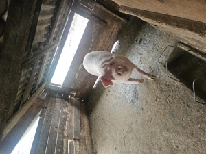 Porci de vanzare - imagine 5