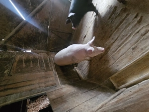 Porci de vanzare - imagine 4