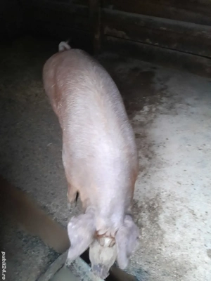 Porc 140 kg , preț negociabil - imagine 2