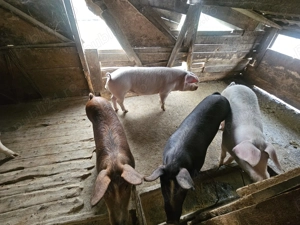 Porci de vanzare - imagine 3