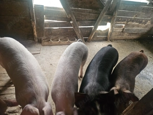 Porci de vanzare - imagine 2