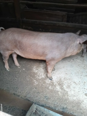 Porc 140 kg , preț negociabil - imagine 1