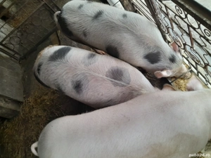 Se vând porci 200 kg , preț negociabil la telefon - imagine 3