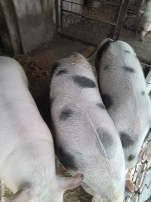 Se vând porci 200 kg , preț negociabil la telefon - imagine 1