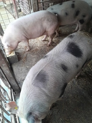Se vând porci 200 kg , preț negociabil la telefon - imagine 2