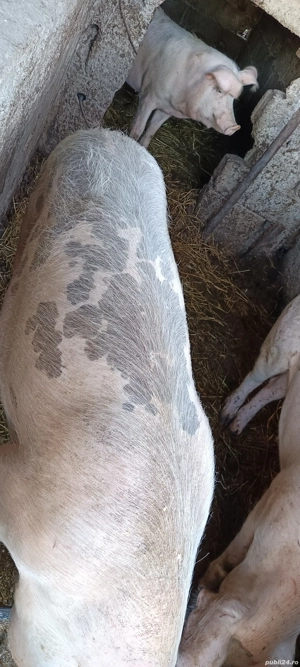 porci de vânzare  - imagine 3