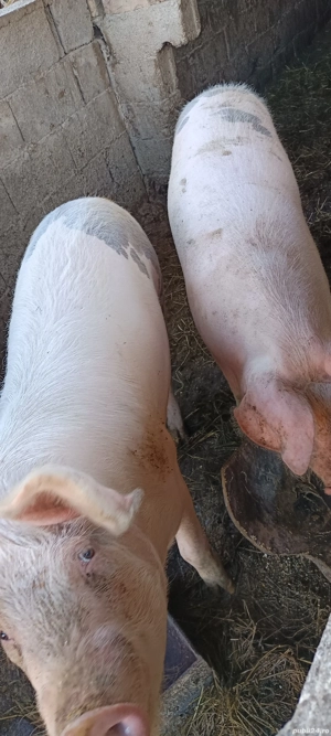 porci de vânzare  - imagine 2