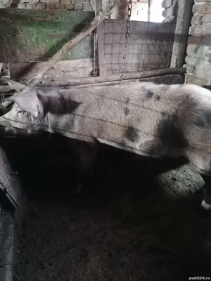 De vânzare scroafa 180 kg 15 lei kg  - imagine 2