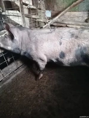 De vânzare scroafa 180 kg 15 lei kg 