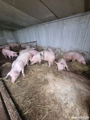 porci de carne - imagine 3