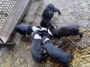 cäței de vnzare  - imagine 4