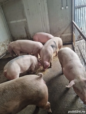 porci de carne - imagine 2