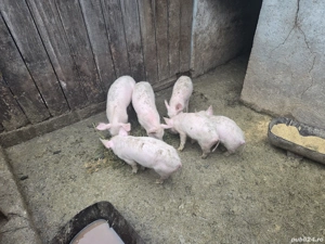 Vand purcei - imagine 3