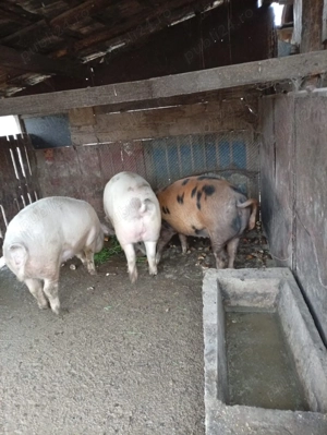 Vând porci , pentru detalii sunați la numărul din descrierea anuntului