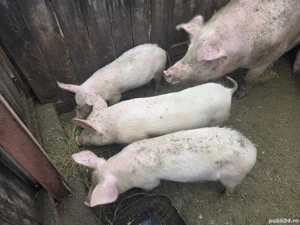 Vand purcei - imagine 2