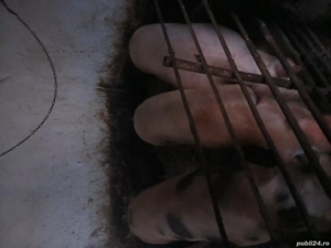 vand porcii - imagine 2