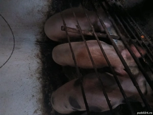 vand porcii - imagine 3