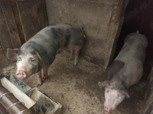 Porc de carne rasa petrean  - imagine 2