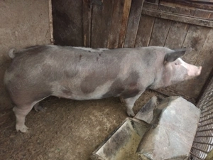 Porc de carne rasa petrean 