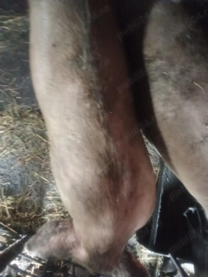 Porci pentru sacrificat.  - imagine 3