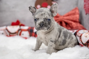 Bulldog Francez - Lilac merle cu ochii albastrii - posibilitate transport - buldog francez  - imagine 4