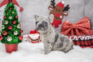 Bulldog Francez - Lilac merle cu ochii albastrii - posibilitate transport - buldog francez  - imagine 5