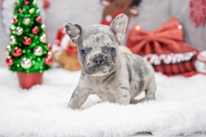 Bulldog Francez - blue cu ochii albastrii - posibilitate transport - buldog francez  - imagine 4