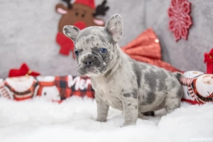 Bulldog Francez - Lilac merle cu ochii albastrii - posibilitate transport - buldog francez  - imagine 3