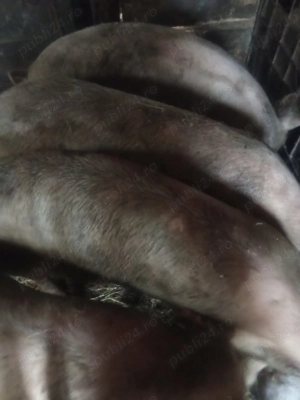 Porci pentru sacrificat.  - imagine 4