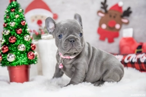 Bulldog Francez - blue cu ochii albastrii - posibilitate transport - buldog francez  - imagine 2