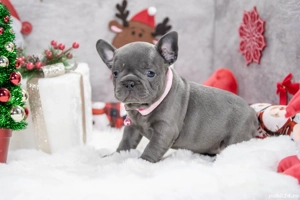 Bulldog Francez - blue cu ochii albastrii - posibilitate transport - buldog francez  - imagine 4