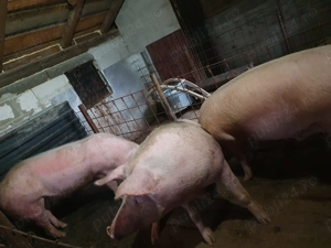 Vând porc 180 kg - imagine 2