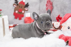 Bulldog Francez - blue cu ochii albastrii - posibilitate transport - buldog francez  - imagine 3