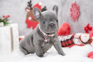 Bulldog Francez - blue cu ochii albastrii - posibilitate transport - buldog francez  - imagine 5