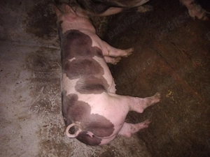 Purcei rase de carne petrean