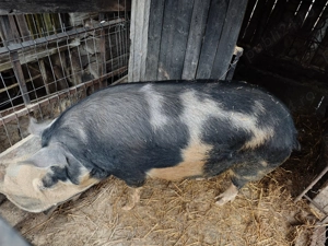 Porci de vânzare 250kg preț foarte bun!  - imagine 5