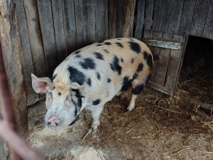 Porci de vânzare 250kg preț foarte bun!  - imagine 3