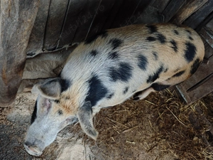 Porci de vânzare 250kg preț foarte bun!  - imagine 4