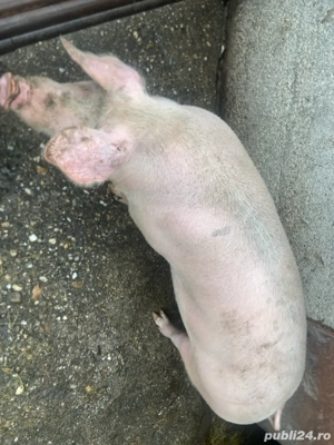 Purcea de vânzare  - imagine 4