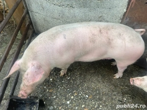 Purcea de vânzare  - imagine 2