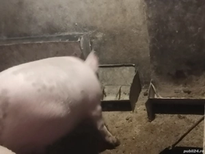 De vânzare - imagine 4