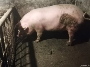 De vânzare - imagine 5