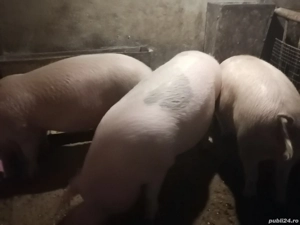 De vânzare - imagine 2