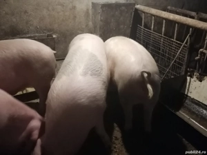 De vânzare - imagine 3