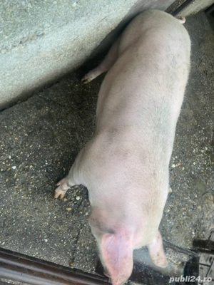 Purcea de vânzare  - imagine 3