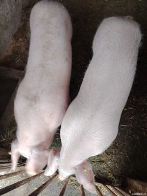 Am porc de vânzare 