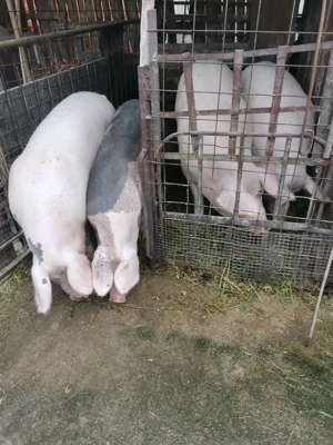 Vând porc landrace pietran - imagine 2