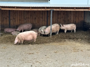 porci de casa - imagine 3