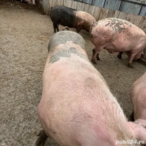 porci de casa - imagine 2